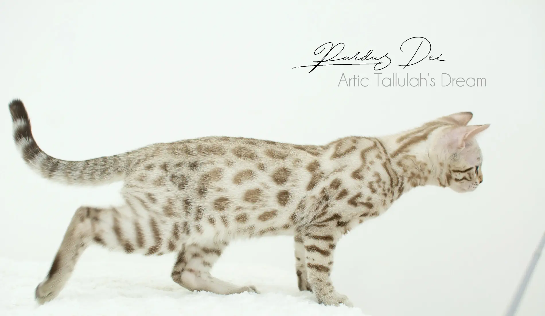 Chat Bengal